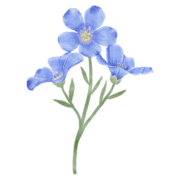 Illustration von 3 blauen Blumen