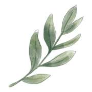 Illustration grüner Zweig