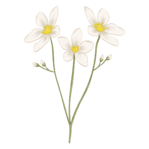 Illustration von 3 weissen Blumen