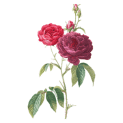 Illustration von 5 Rosenblüten