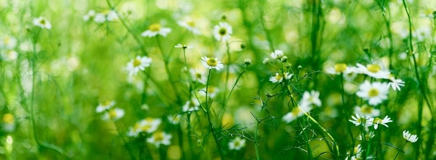 Gänseblümchen auf der Wiese
