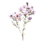 Illustration von lila Blumen