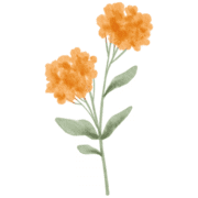 Illustration von 2 orangen Blumen