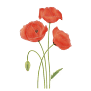 Illustration von 3 Mohnblumen