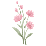 Illustration von 6 pinken Blumen