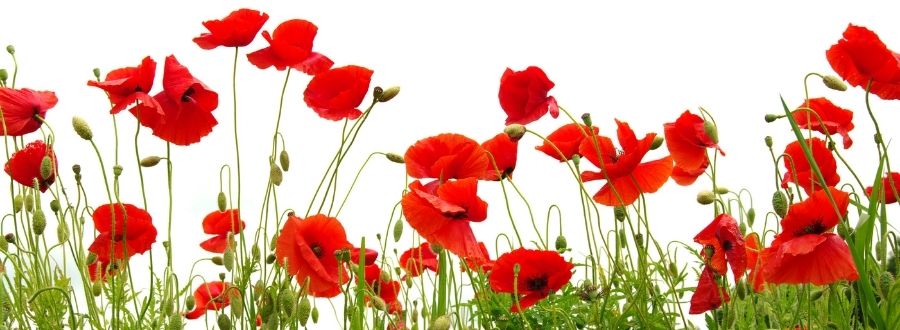 Mohnblumen auf der Wiese