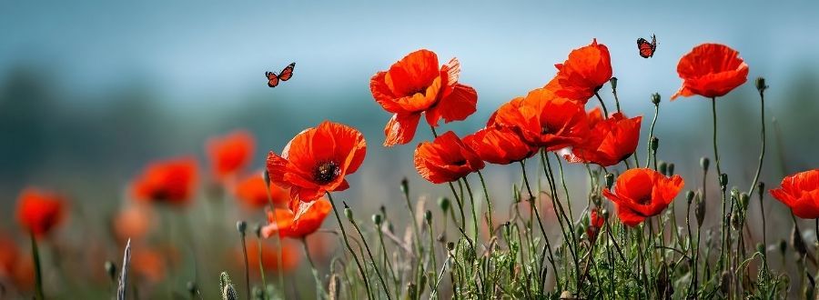 Mohnblumen auf der Wiese mit einem kleinen Schmetterling