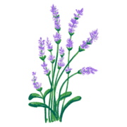 Illustartion von Lavendel