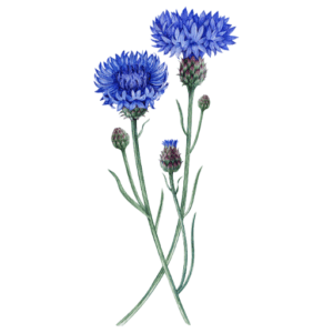 Illustration von zwei Kornblumen