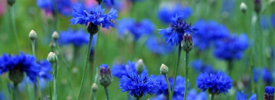 Blaue Kornblumen auf der Wiese