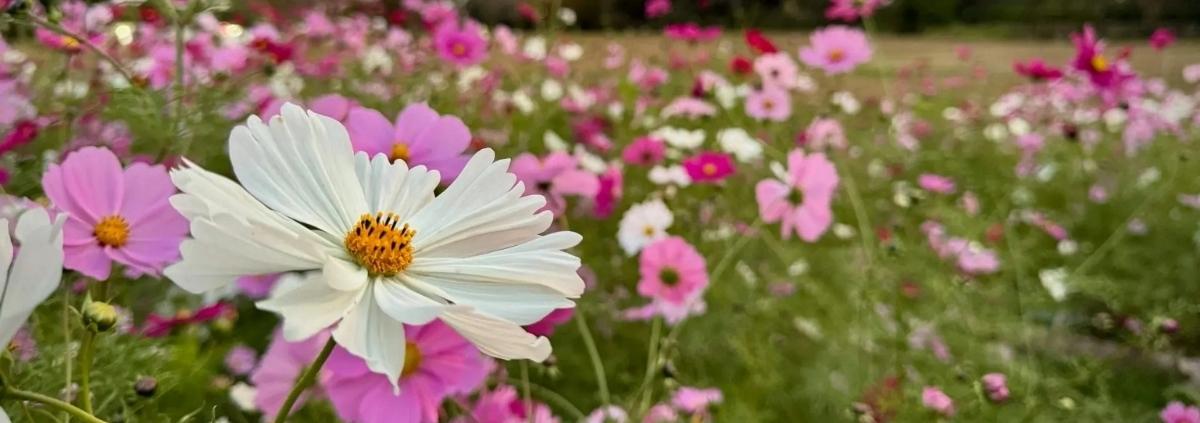 Weisse und pinke Blumen auf einer reichen Blumenweise