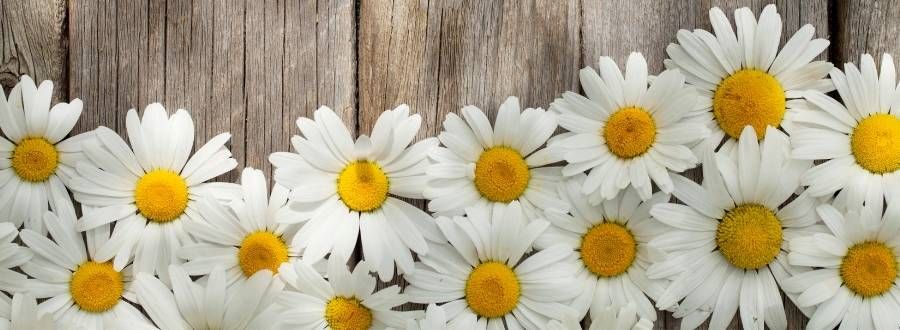Viele Gänseblümchen angeordnet auf Holzboden
