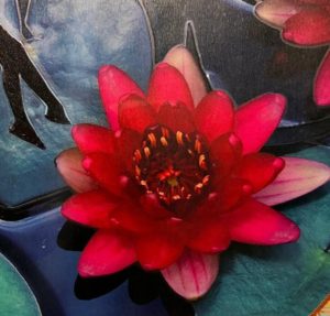 Ein Bild einer roten Seerose