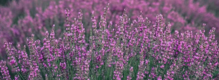 Lavendel auf der Wiese