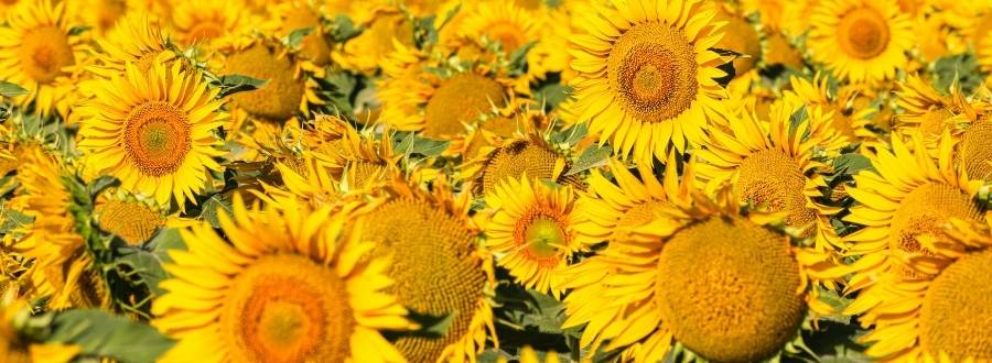 Viele Sonnenblumen nebeneinander