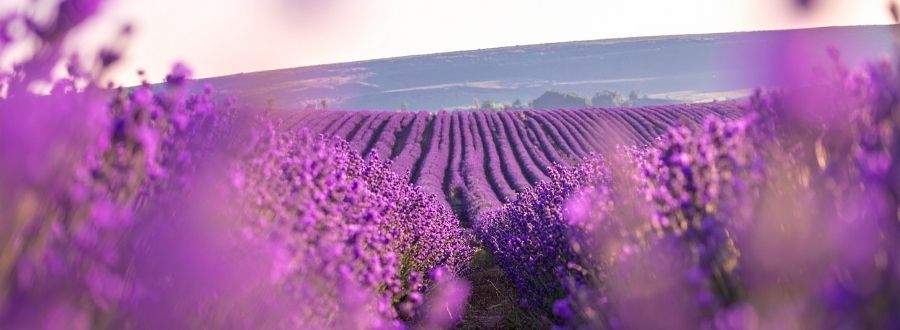 Ein großes Lavendelfeld