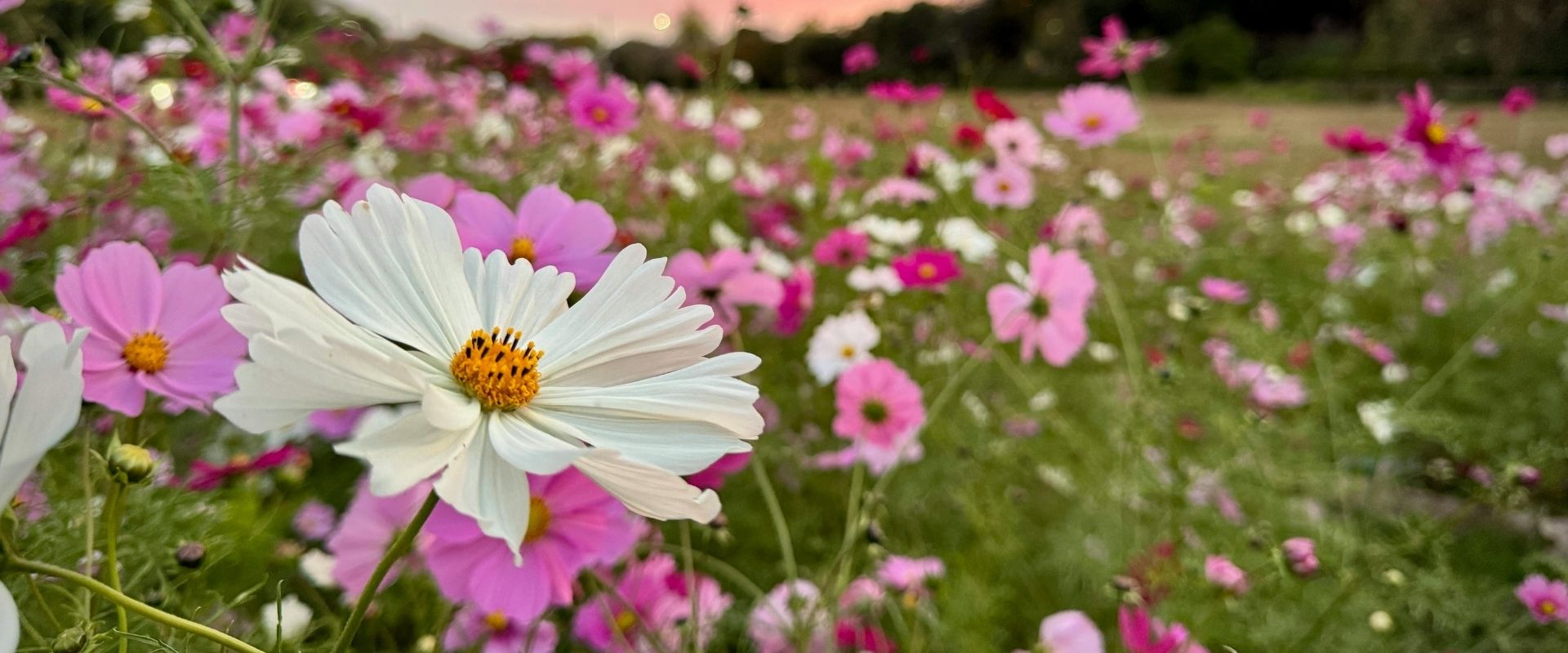 Eine Blumenwiese mit weissen und pinken Wiesenblumen